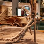 Royal Tyrrell Museum