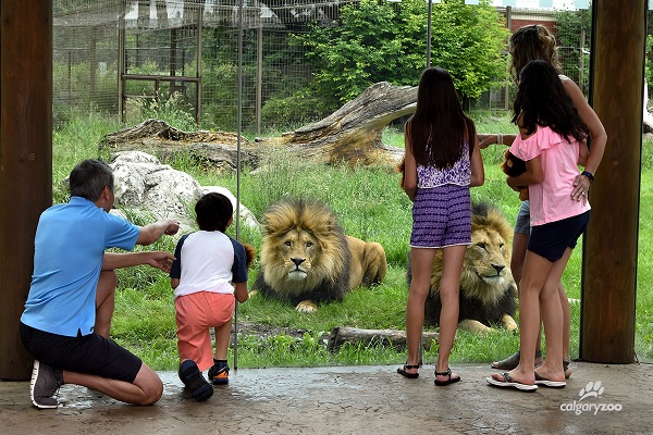 Amusement Parks and Zoos Kids Activities in Calgary